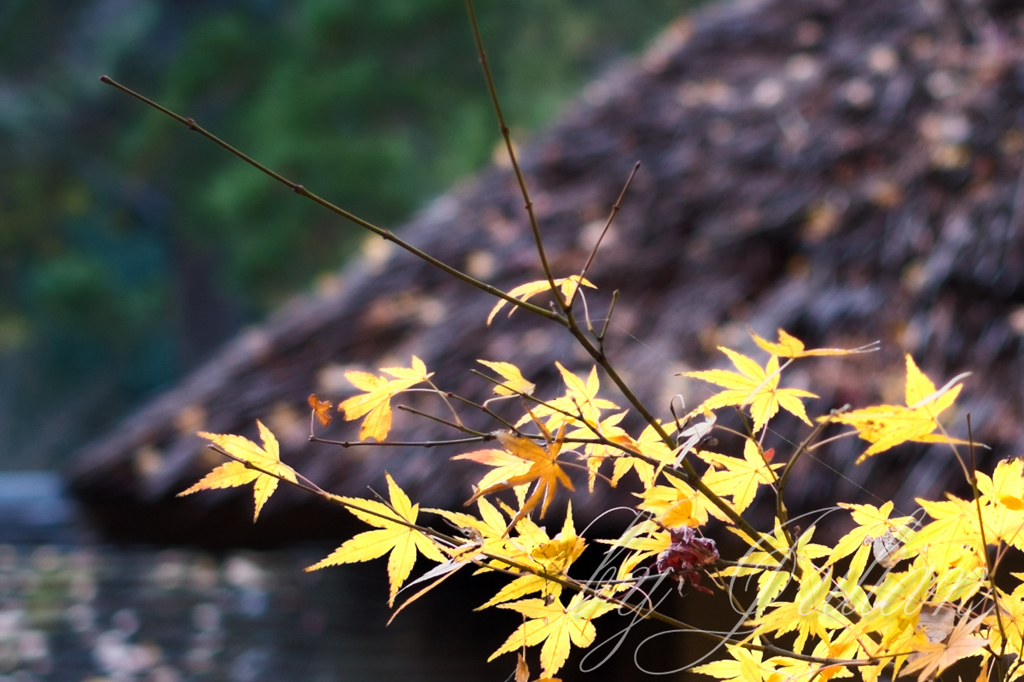 AT THE GARDEN in Autumn