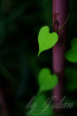 a leaf