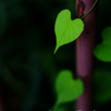 a leaf