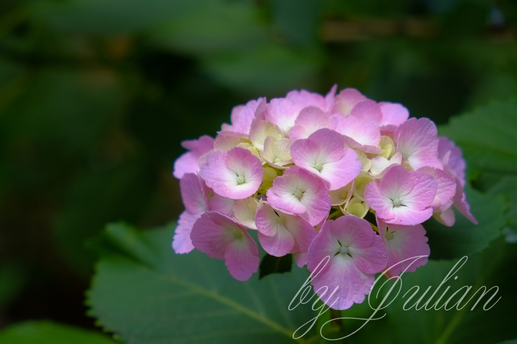 紫陽花