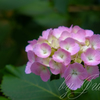 紫陽花