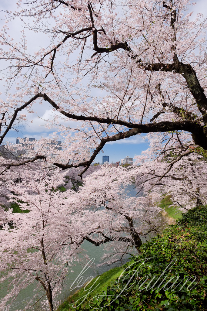 千鳥が淵にて