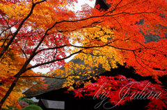 平林寺の紅葉