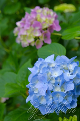 紫陽花