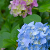 紫陽花