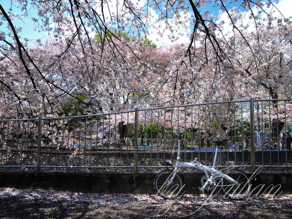 善福寺川の桜