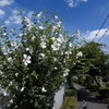 ハイビスカスみたいな花