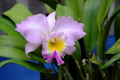 DSCF6020