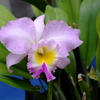 DSCF6020