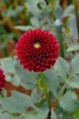 DSCF6041
