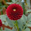 DSCF6041