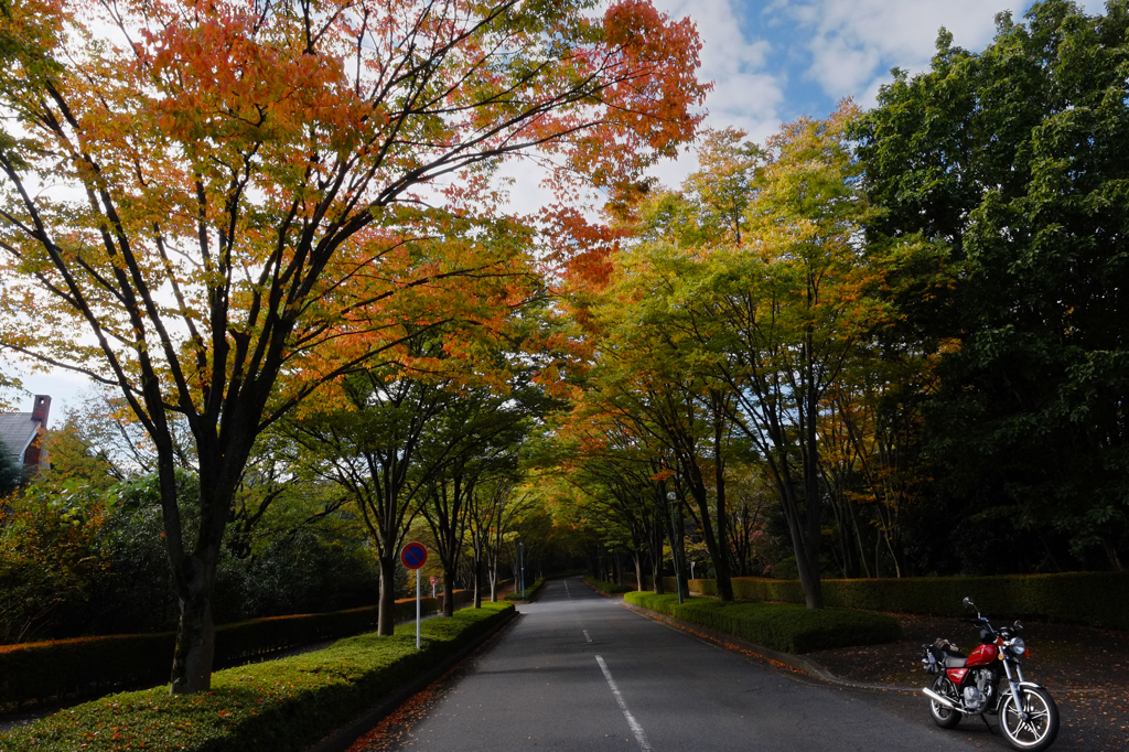 紅葉とバイク