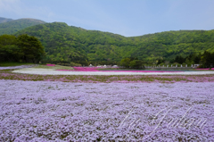 芝桜