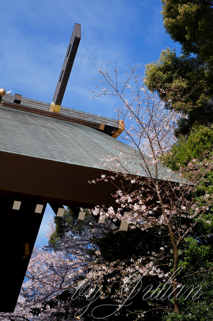 靖国神社の春