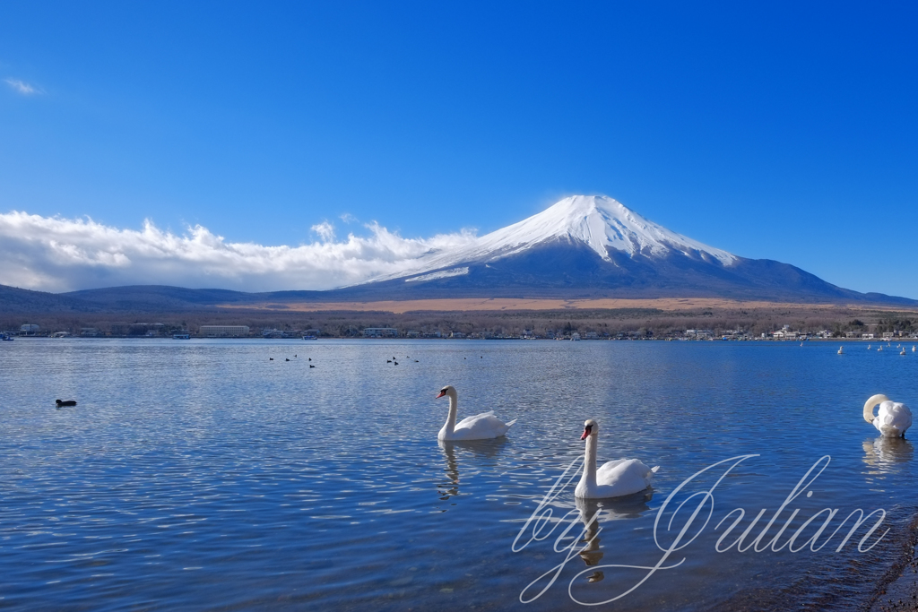 白鳥の湖