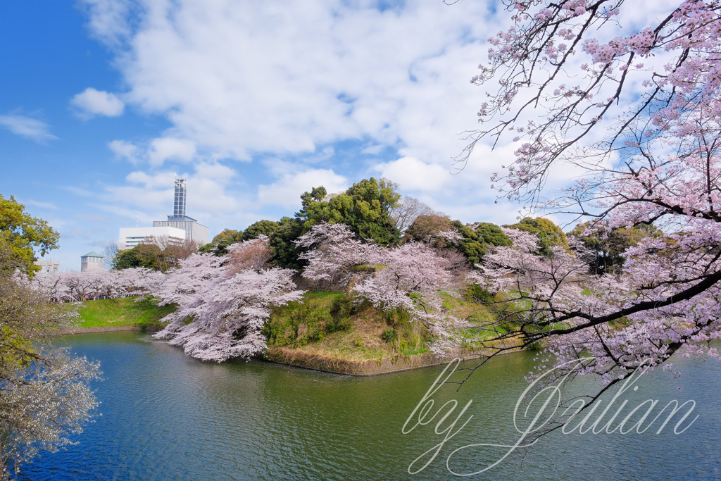 千鳥ヶ淵にて