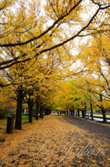 昭和記念公園の銀杏並木