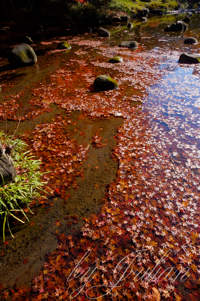 小石川後楽園の紅葉