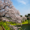 千鳥が淵にて