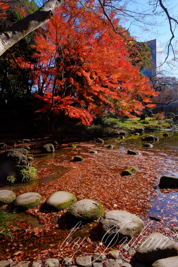 小石川後楽園の紅葉