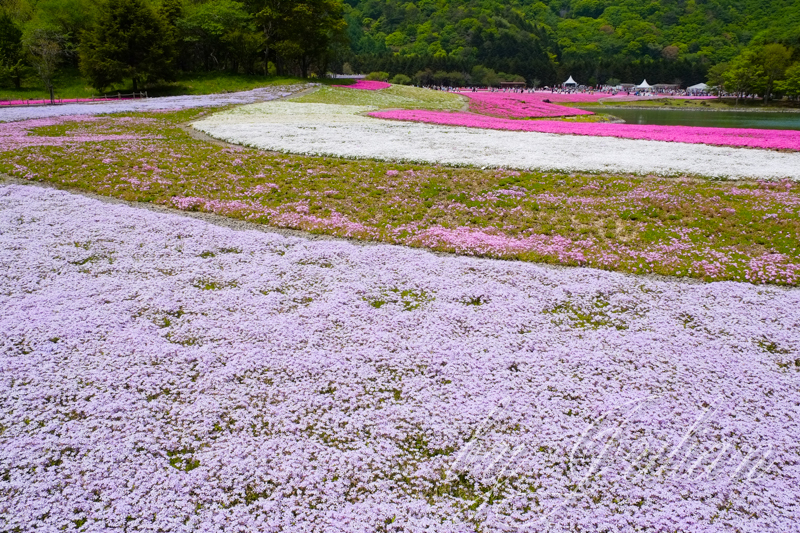 芝桜