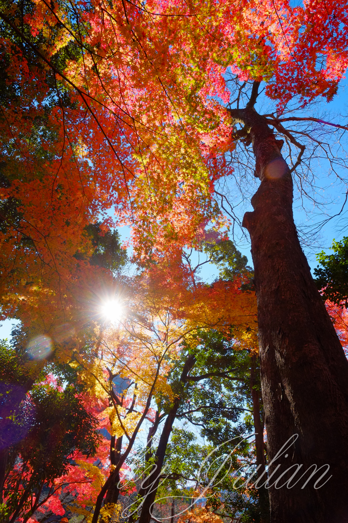 小石川後楽園の紅葉