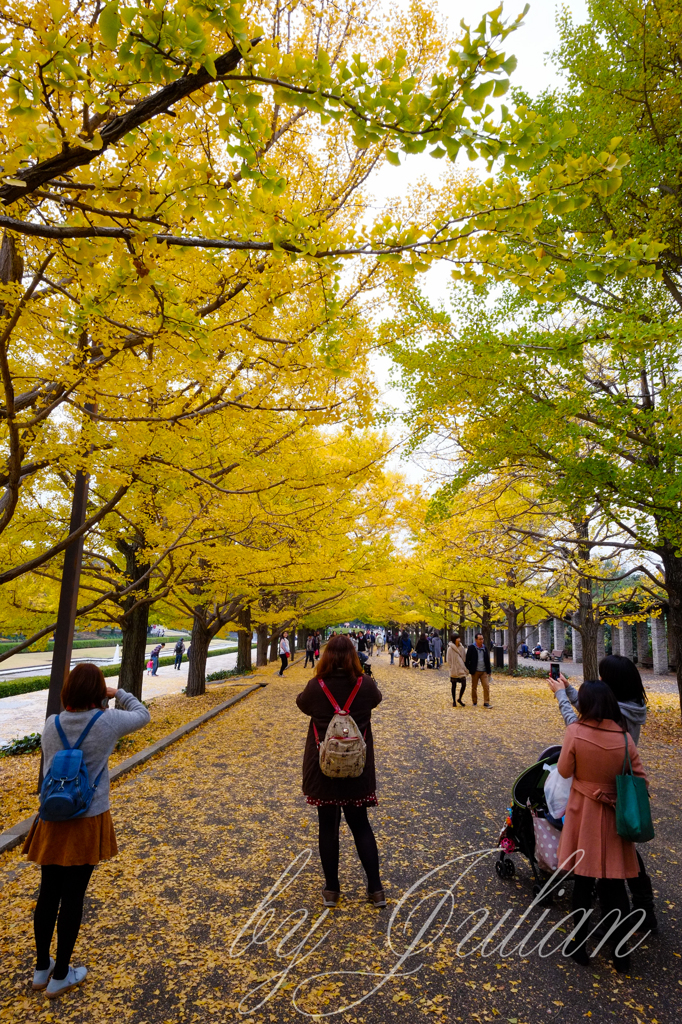 昭和記念公園の銀杏並木