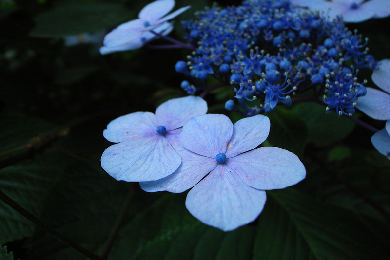 紫陽花