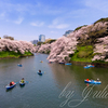 千鳥が淵にて