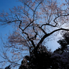 皇居にて