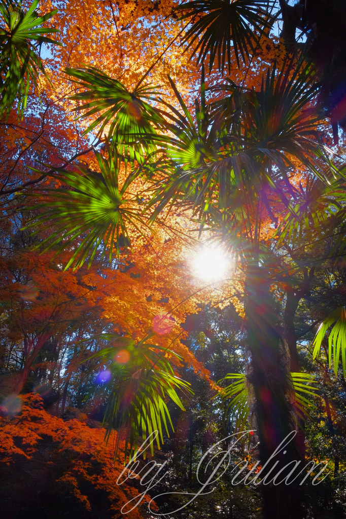 小石川後楽園の紅葉