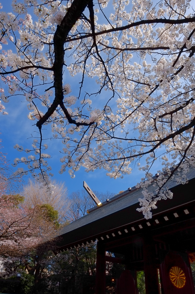 靖国神社の春