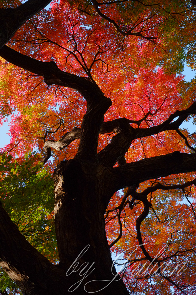 新宿御苑の紅葉