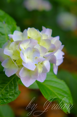 紫陽花