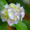 紫陽花