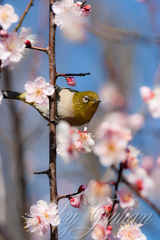 梅に鶯