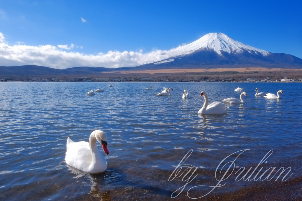 白鳥の湖