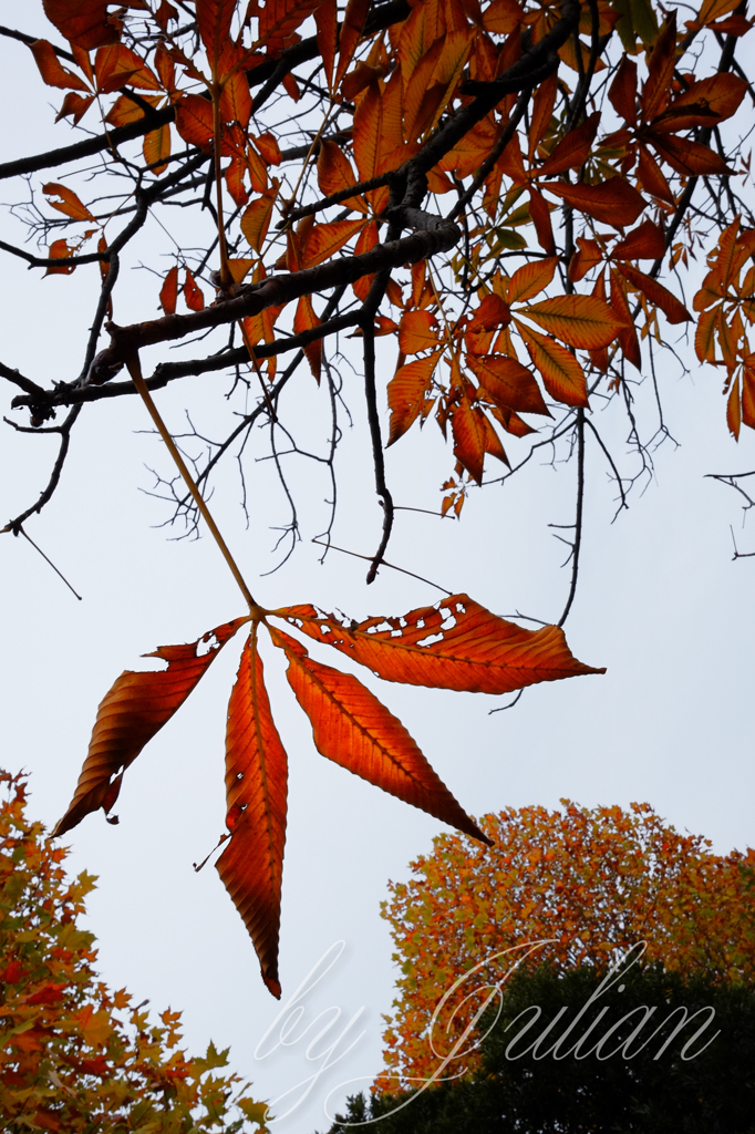 昭和記念公園の紅葉
