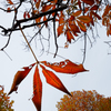 昭和記念公園の紅葉