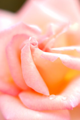 薔薇６
