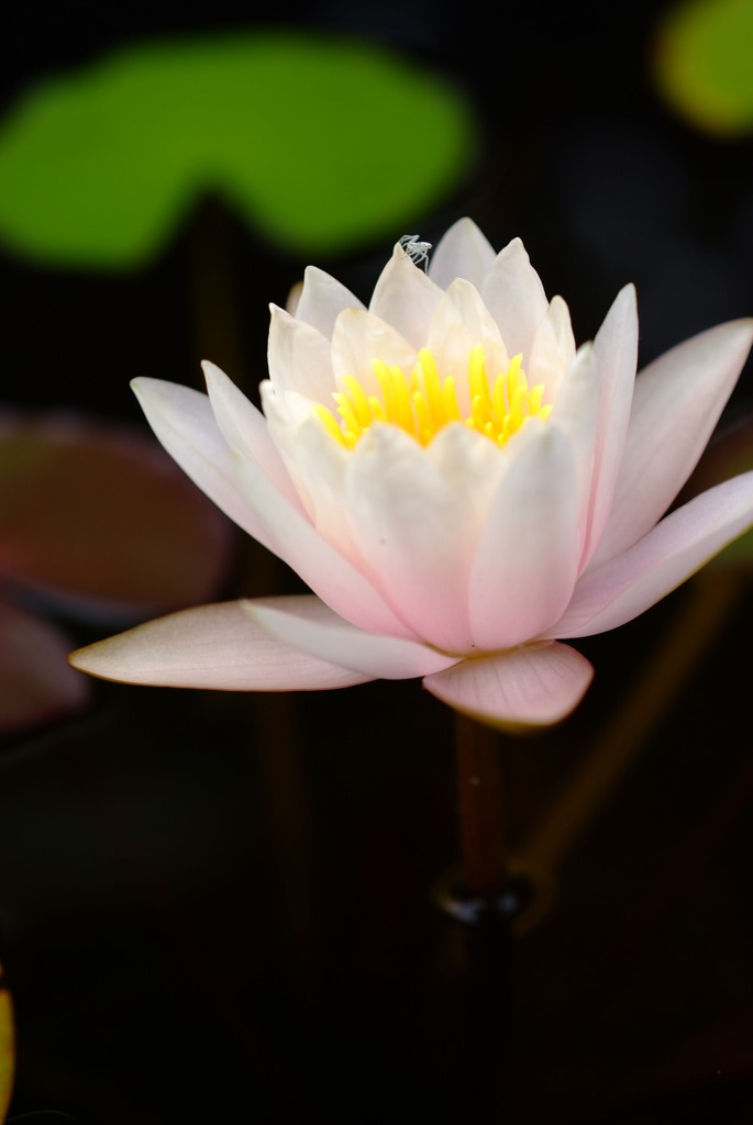 DSCF6055