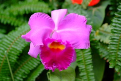 DSCF6026