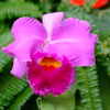 DSCF6026
