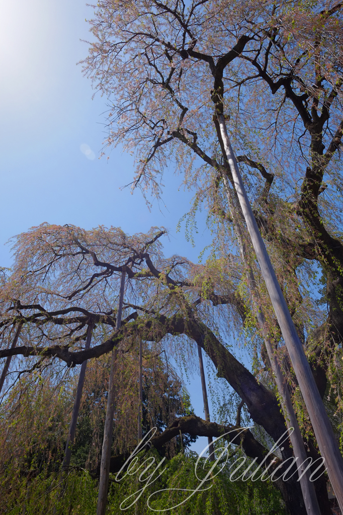 慈雲寺の桜は終わり