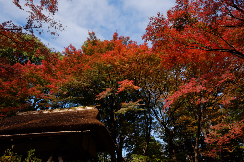 六義園の紅葉