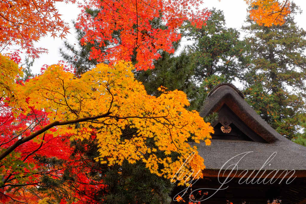 平林寺の紅葉