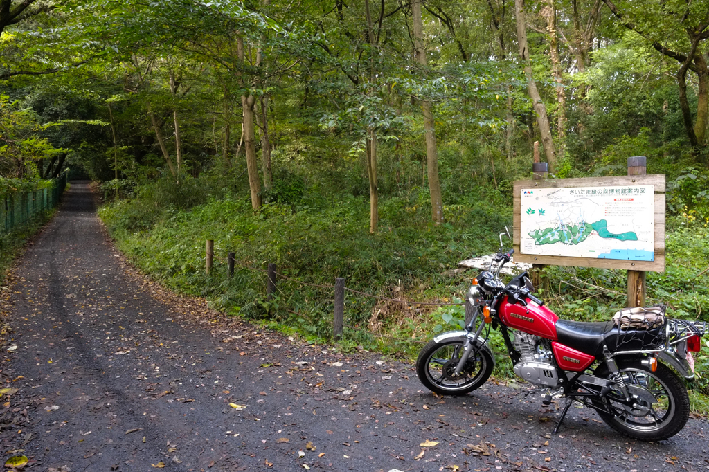 狭山湖近辺の林道