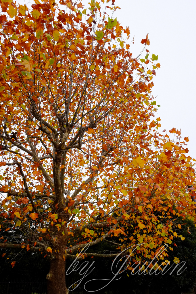 昭和記念公園の紅葉