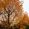 昭和記念公園の紅葉