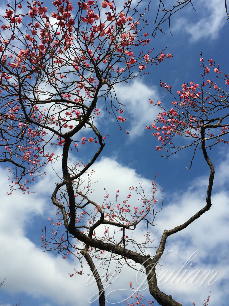 梅と青空
